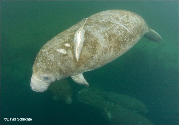 ECOWATCH: Manatees' deaths spur fight for endangered status | Boca Beacon