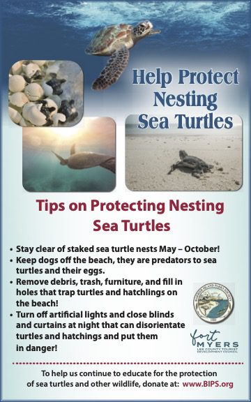 BIPS asks all to help protect sea turtles | Boca Beacon