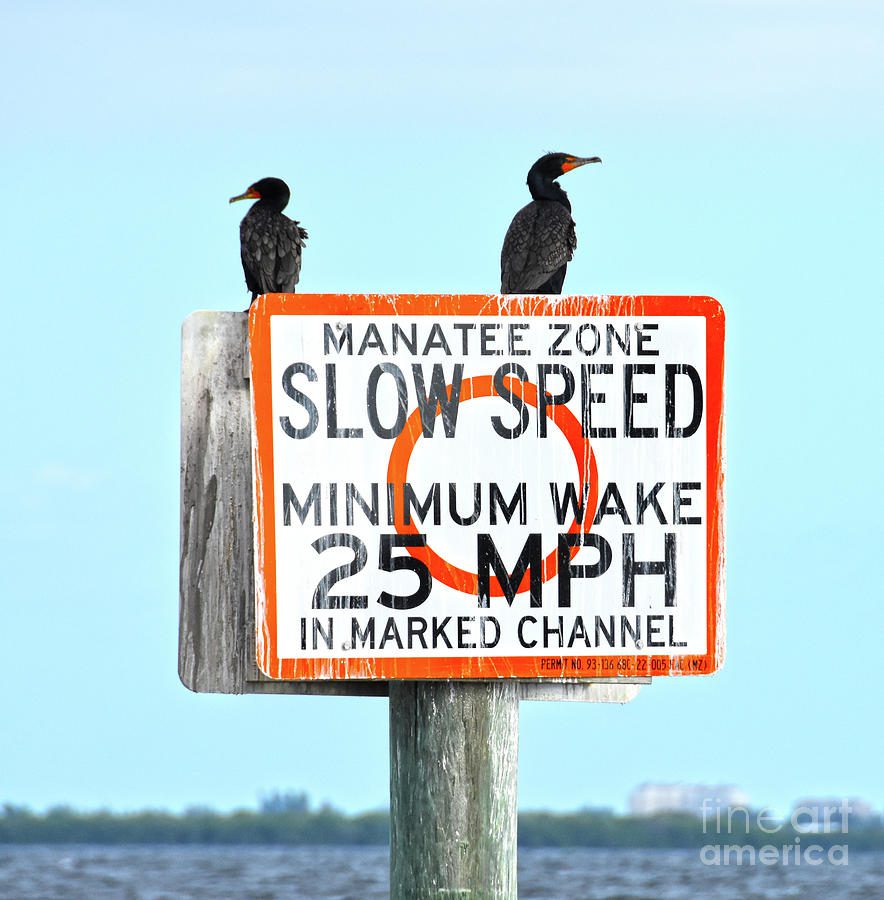 More manatee protection, reef devastation and red tide numbers | Boca