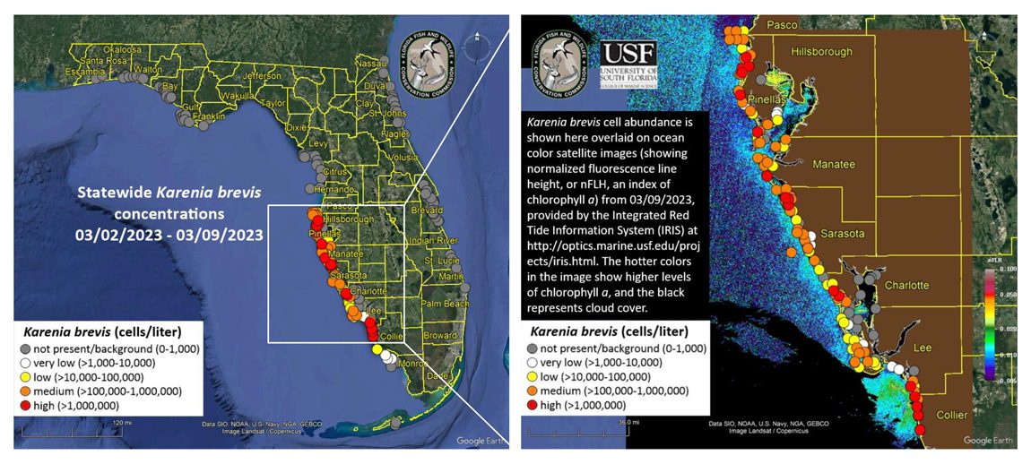 The Red Tide Report | Boca Beacon