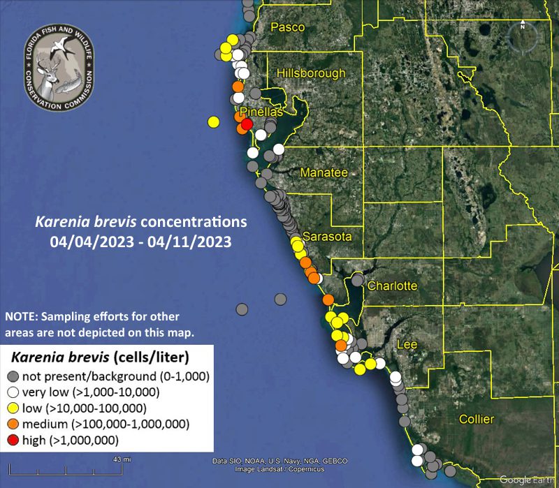 the-weekly-red-tide-report-boca-beacon