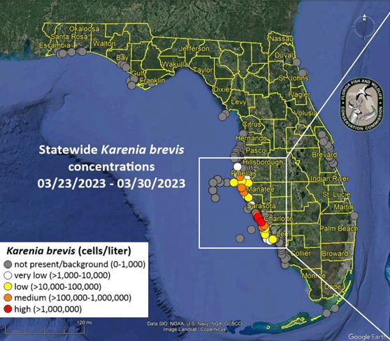The weekly red tide report | Boca Beacon