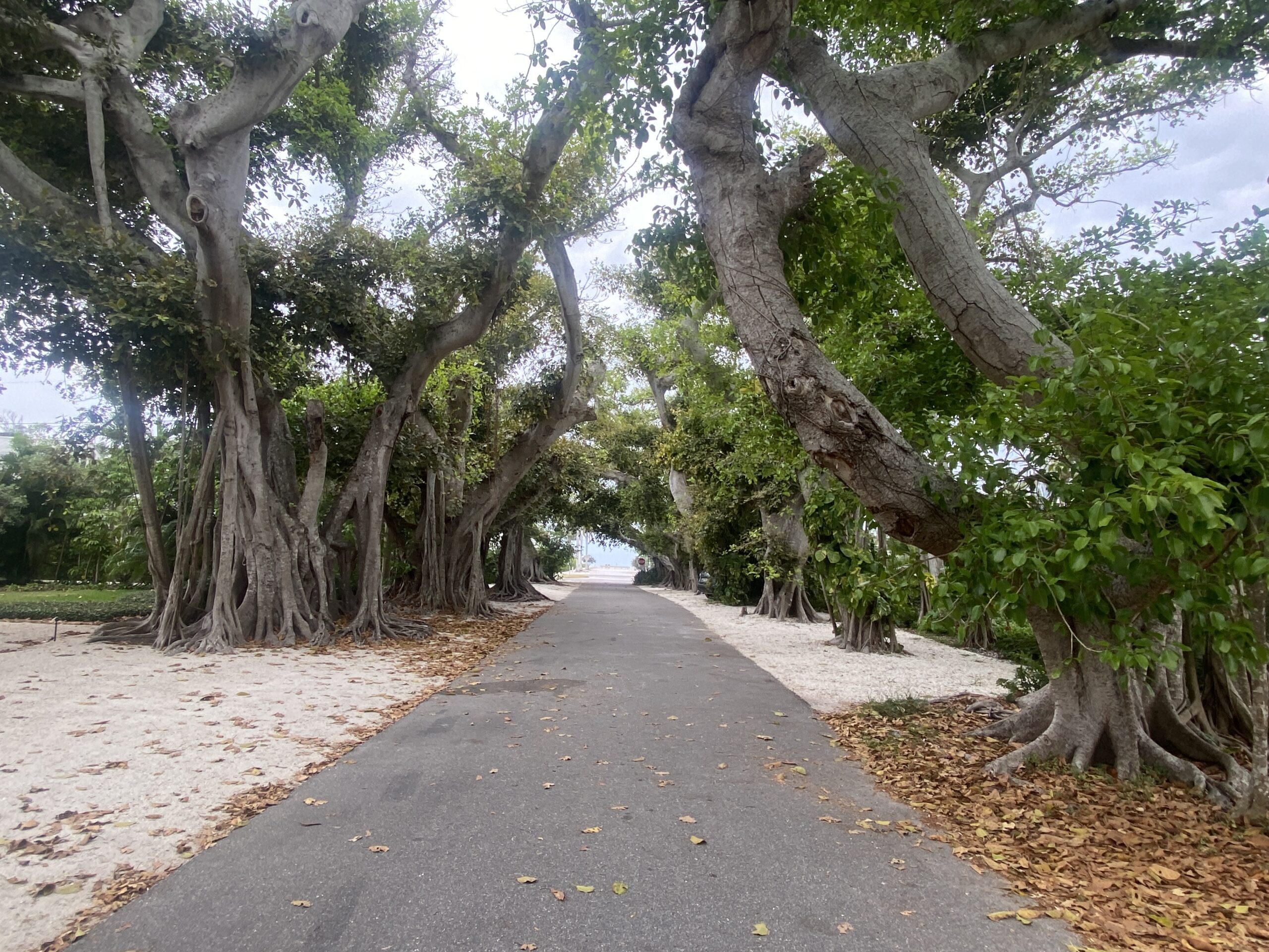 Banyan Street seems to recover after April caterpillar feast | Boca Beacon