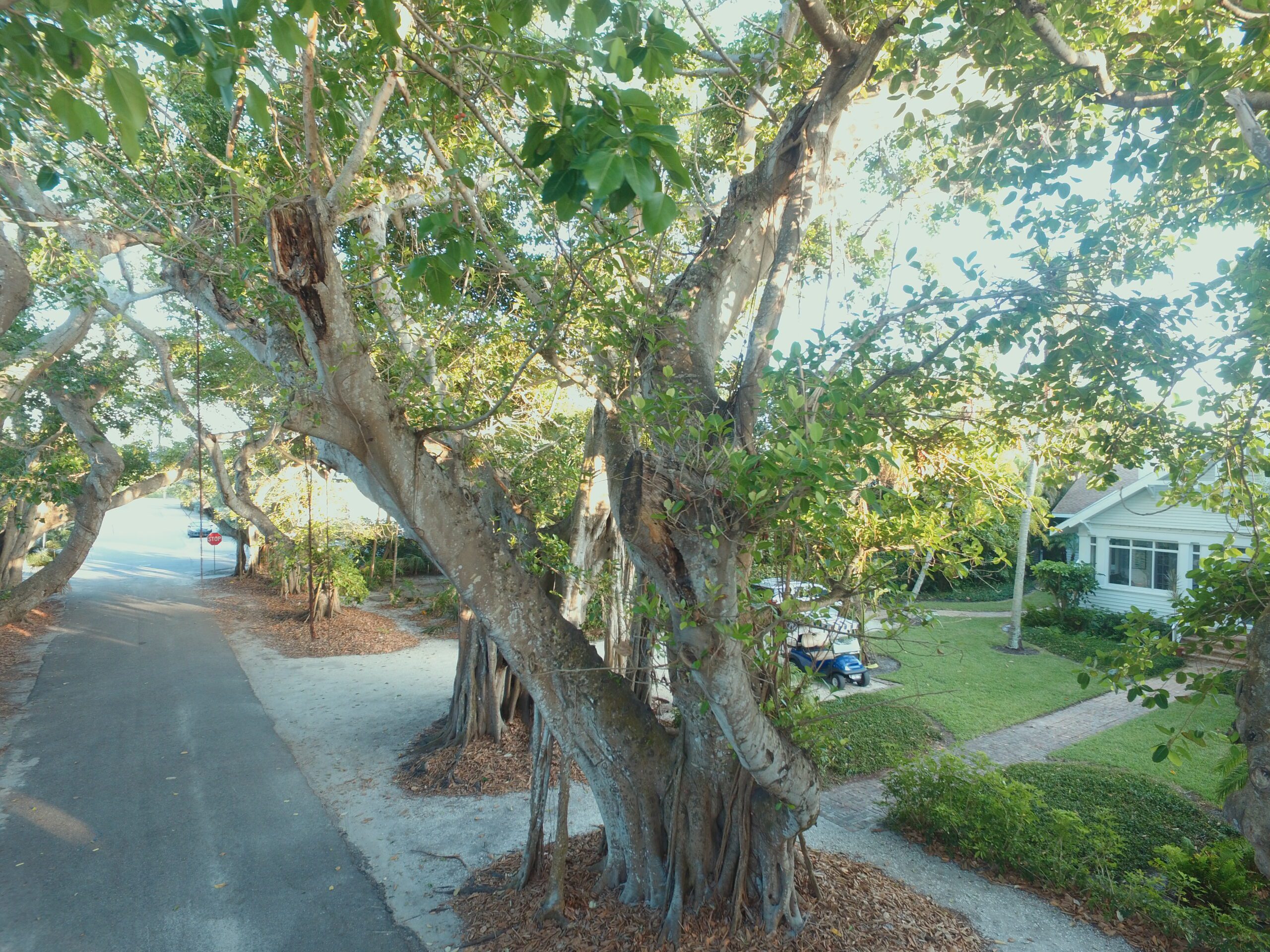 Banyan tree report shows strong storm recovery | Boca Beacon