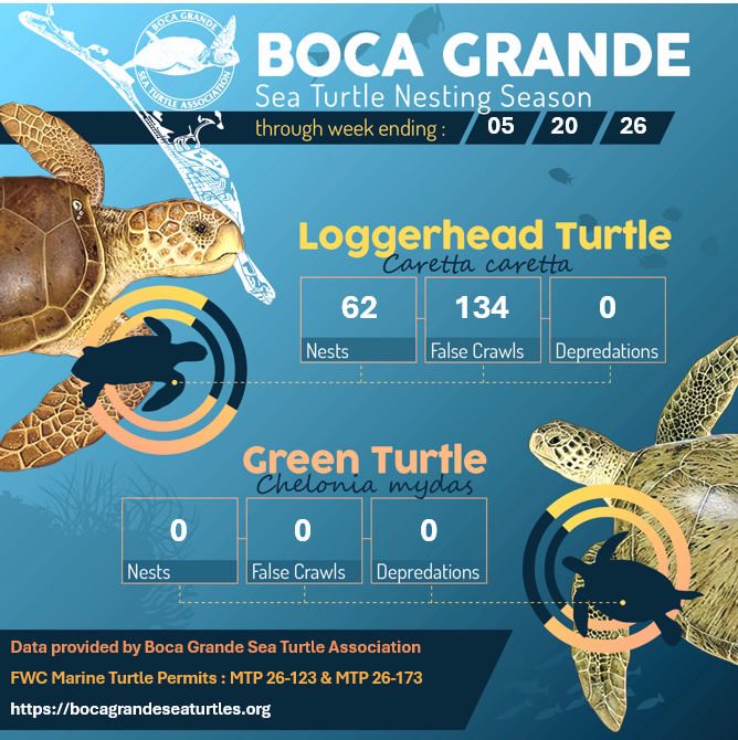 Boca Grande Sea Turtle Nesting Season | Boca Beacon
